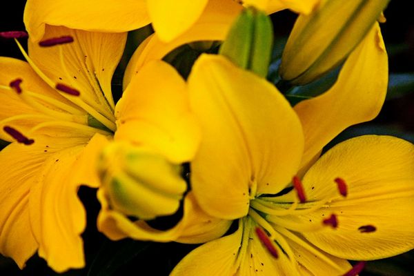 Lilies Set 04 - 66 x A4 Pages to Download